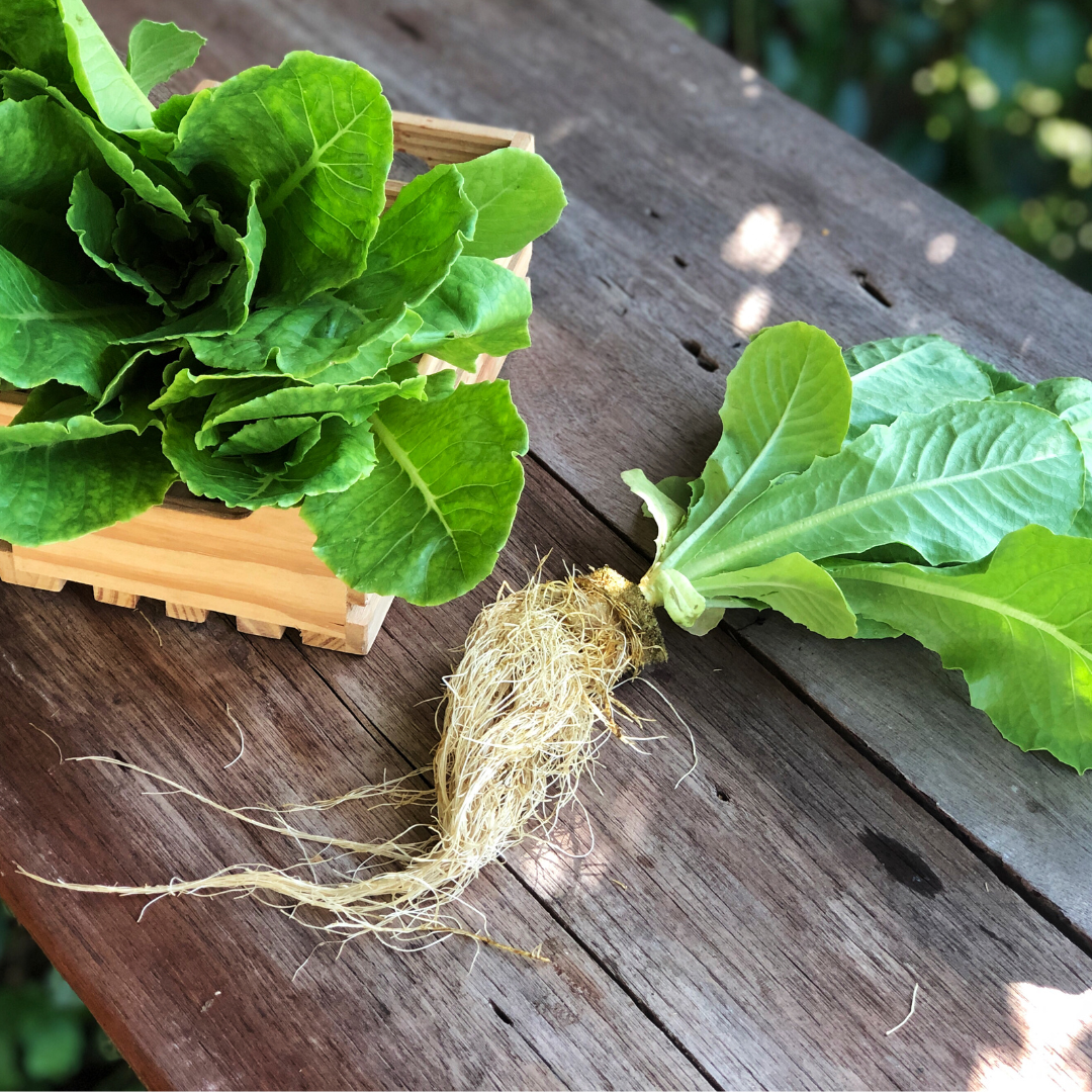 Growing fresh herbs at home with hydroponics