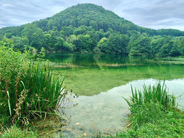 Caution: Toadlets Everywhere!  🐸