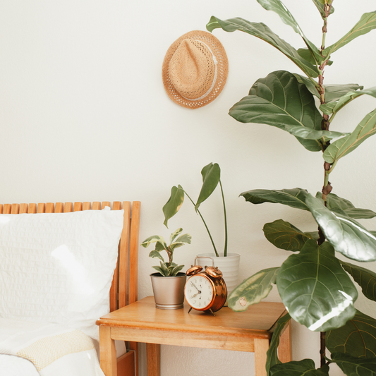 Natural air purifiers: the best indoor plants for a healthier home