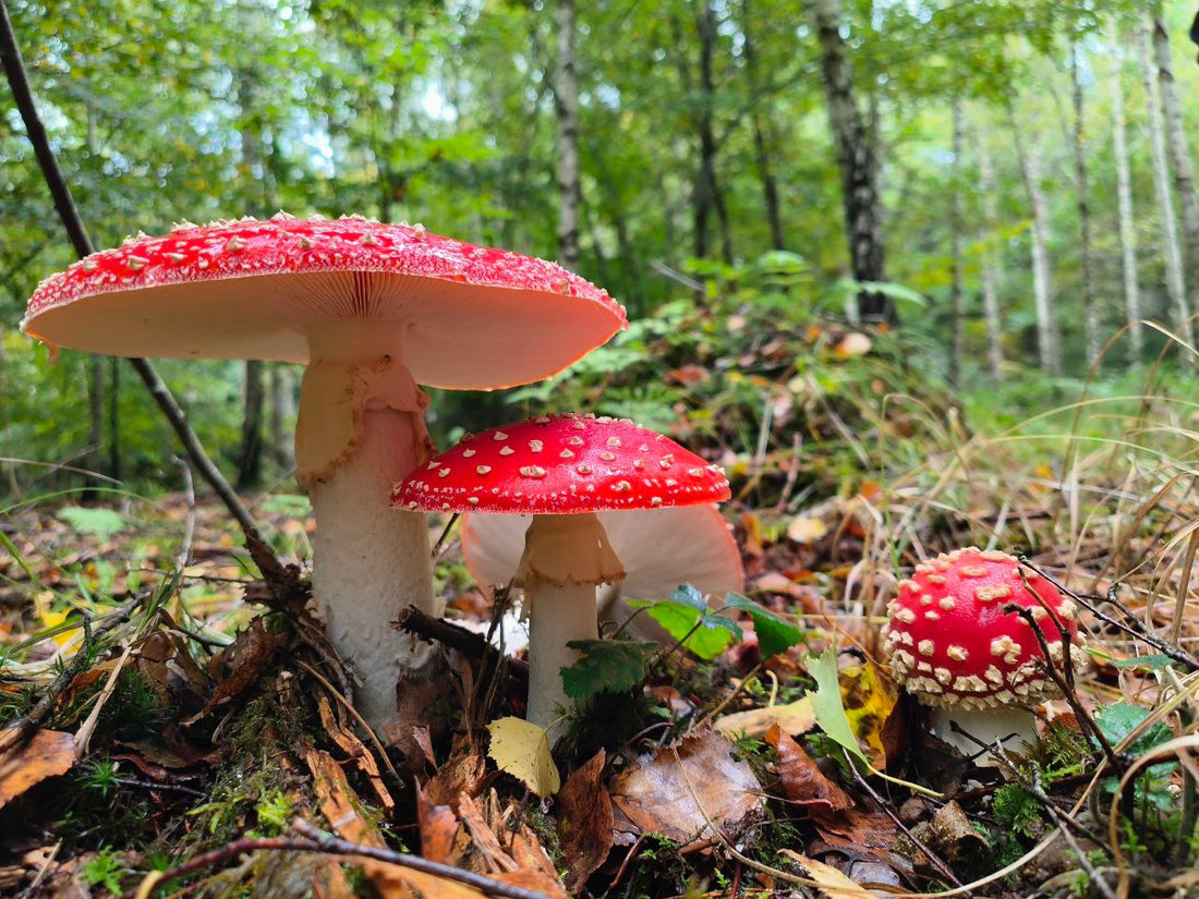 🍄 Amanita Season: What You Should Know About the Forest's Most Iconic Mushroom