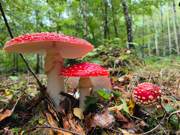 🍄 Amanita Season: What You Should Know About the Forest's Most Iconic Mushroom