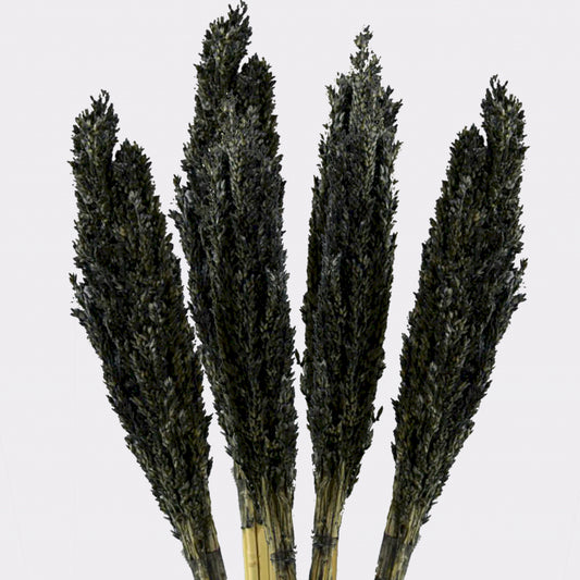 Cantal Grass Bunch - Black