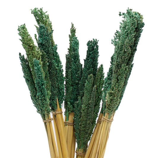 x6 Cantal Grass Bunch - Teal