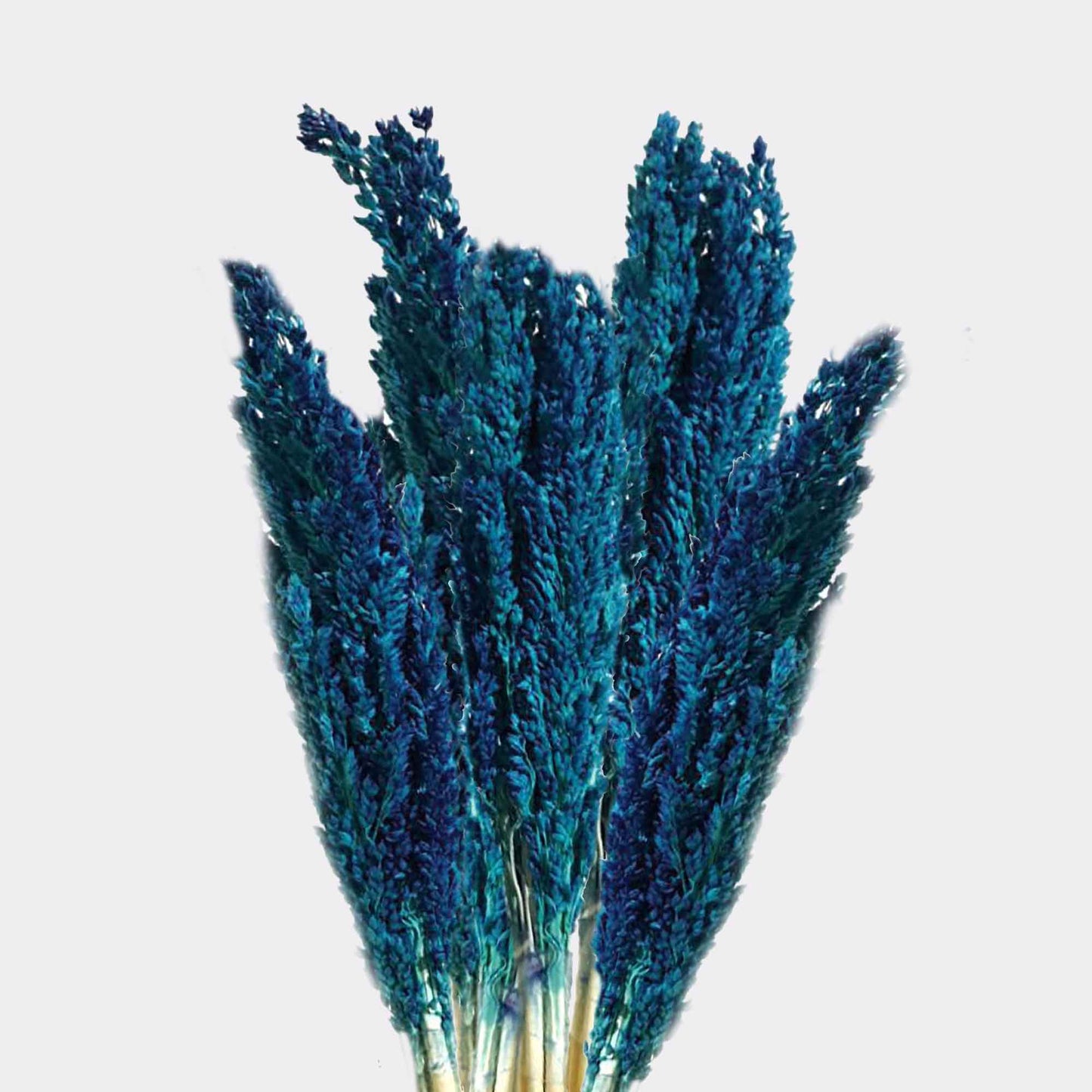 x6 Cantal Grass Bunch - Blue