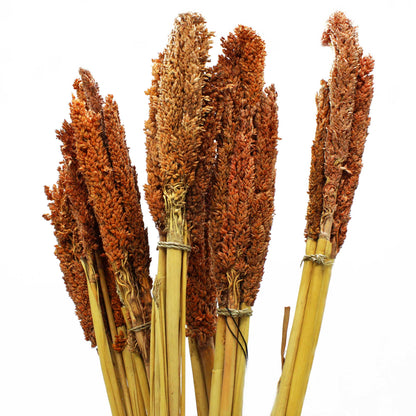 x6 Cantal Grass Bunch - Rust