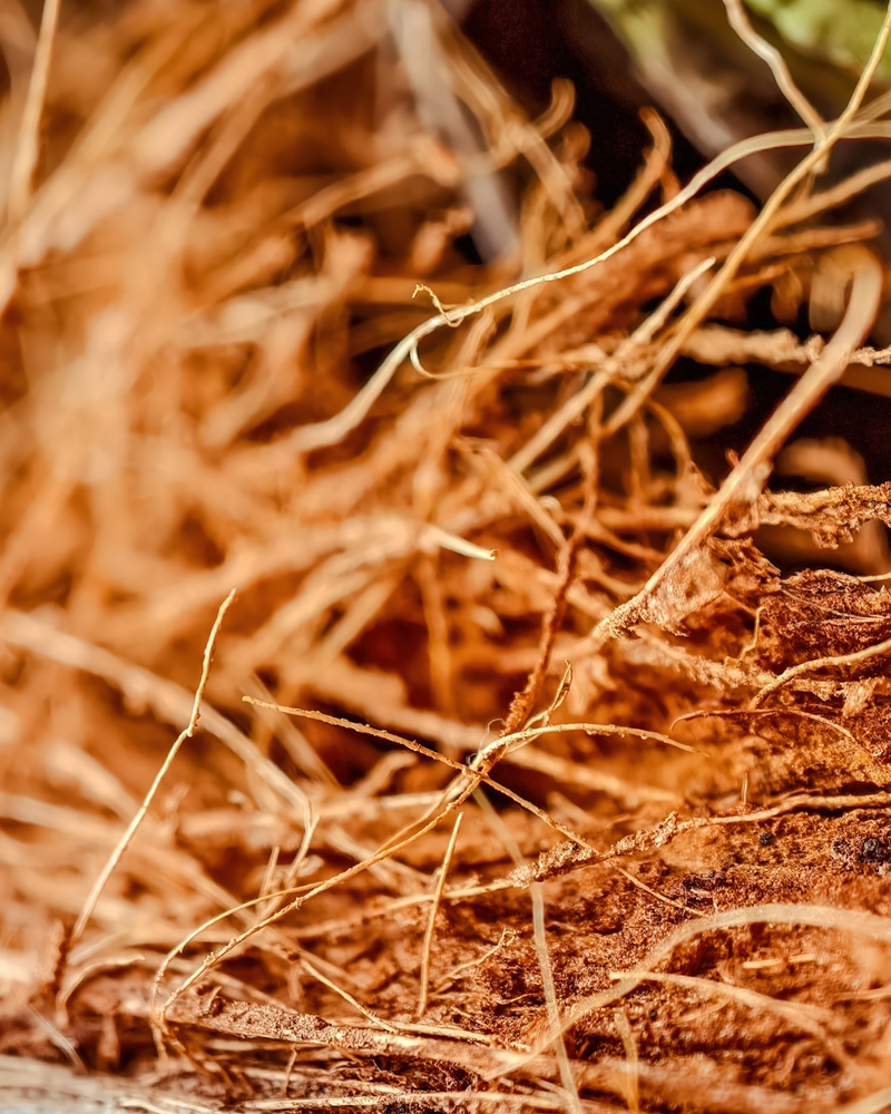 Natural coconut shell with rich brown tones